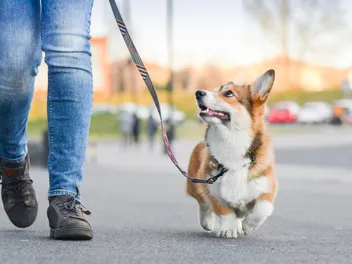 How Much Does It Cost to Own a Pembroke Welsh Corgi? 2026 Price Guide