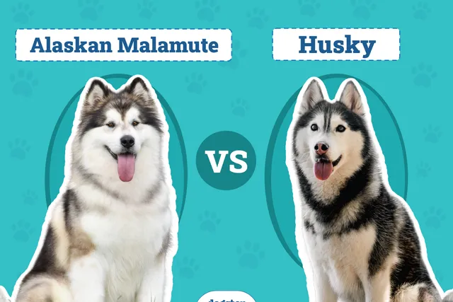 Alaskan Malamute vs Husky: The Differences (With Info & Pictures)