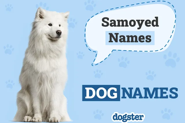 280+ Samoyed Dog Names: Popular & Unique Ideas