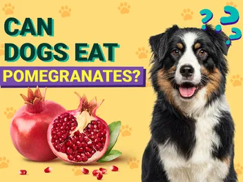 Can Dogs Eat Pomegranates? Vet-Verified Nutrition Facts & Info