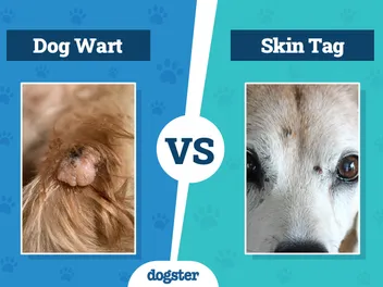 Dog Wart vs Skin Tag: Vet-Reviewed Differences Explained
