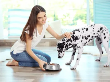 What To Add to Dog Food for Dry Skin: 9 Great Ideas