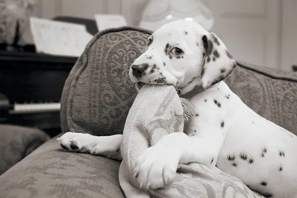 A puppy chewing on a couch.