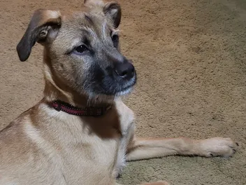 Bahamian Potcake Dog Breed: Info Pictures, Temperament & Traits