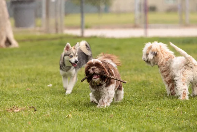 7 Cool Off-Leash Dog Parks Near Berkeley, CA (2026 Update)