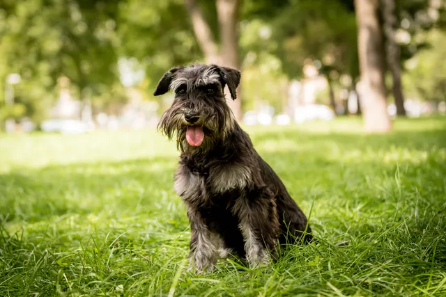 How Much Do Miniature Schnauzers Shed? Vet-Verified Coat Types, Tips & FAQ