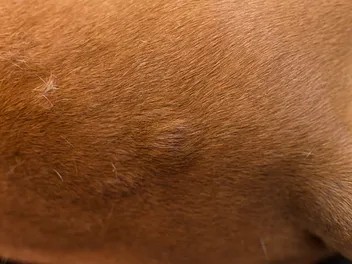 What Is This Lump On My Dog's Stomach? 6 Vet Reviewed Causes & Advice