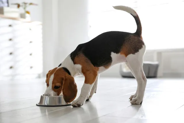 Why Is My Puppy Not Gaining Weight? 6 Vet-Reviewed Reasons