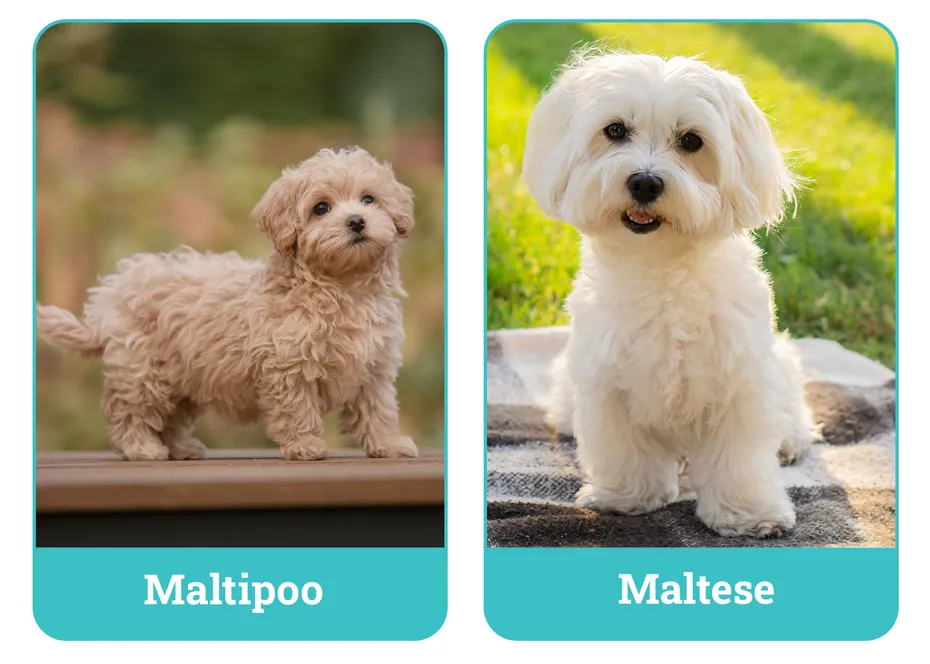 Maltipoo vs. Maltese