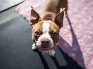 Red Boston Terrier Dog Breed: Info, Pictures, Origin & History