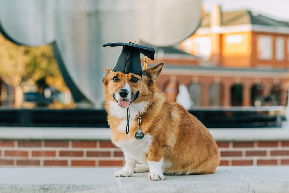 Corgi,Dog,Graduation,Cap,Cute