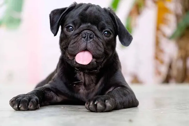 Black Pug: Info, Pictures, Origin & History