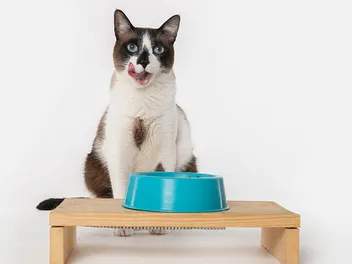 10 Benefits of Using an Elevated Bowl for Cats & Dogs: Vet Approved Facts