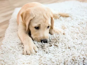 Why Does My Dog Lick the Carpet? 11 Reasons & How to Stop It