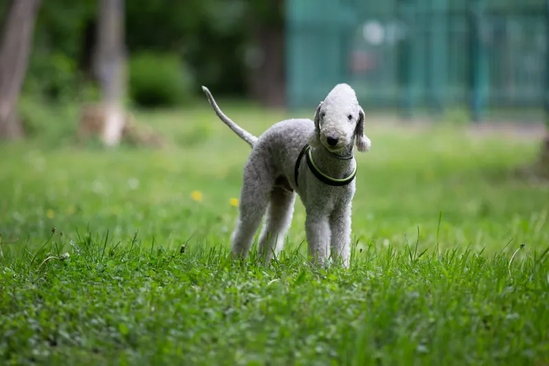 Bedlington Terrier in the park