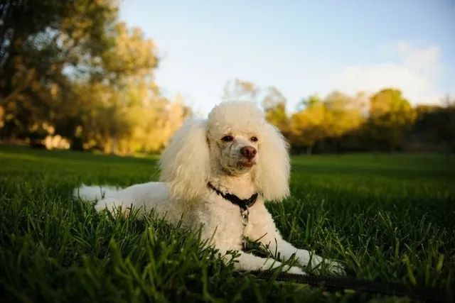 How Much Does It Cost to Own a Miniature Poodle? 2026 Price Update