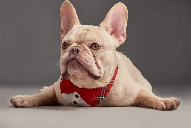 National French Bulldog Day 2026: What Is It & How to Celebrate