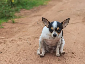 Home Remedies for Dog Scooting: Vet Explained Reasons & Helpful Tips