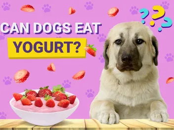Can Dogs Eat Yogurt? Vet-Verified Nutrition Facts & FAQ