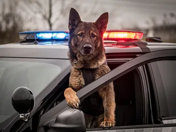An Inside Look Into the Life of a Police Dog