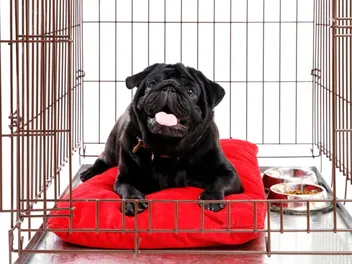 How to Keep a Dog Busy in a Crate: 7 Vet-Approved Methods