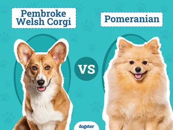 Pembroke Welsh Corgi vs Pomeranian: Key Differences & Similarities