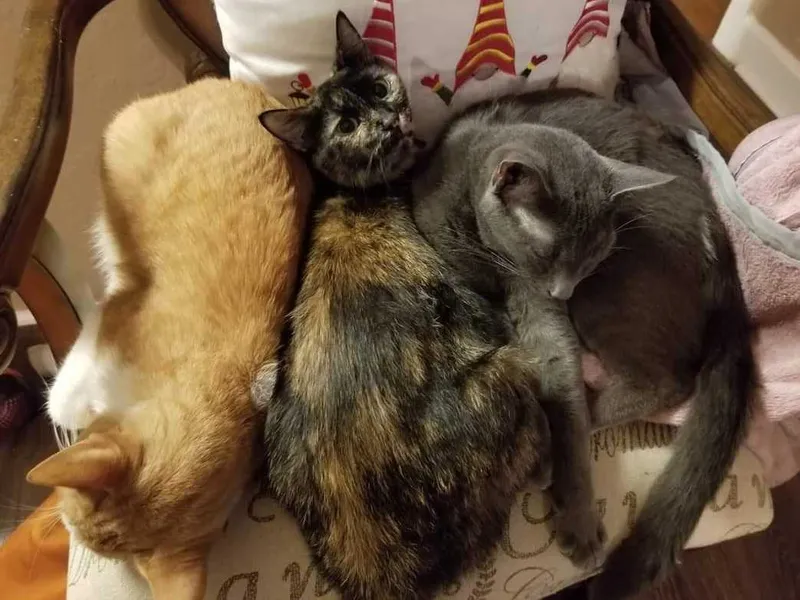 Bubba, Lina, and Thunder