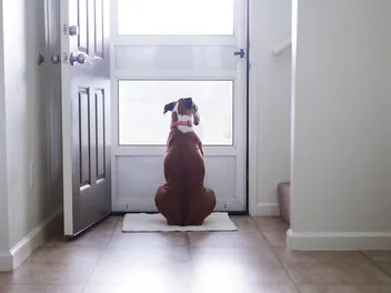How to Help a Dog With Separation Anxiety: 8 Vet-Verified Tips & Steps