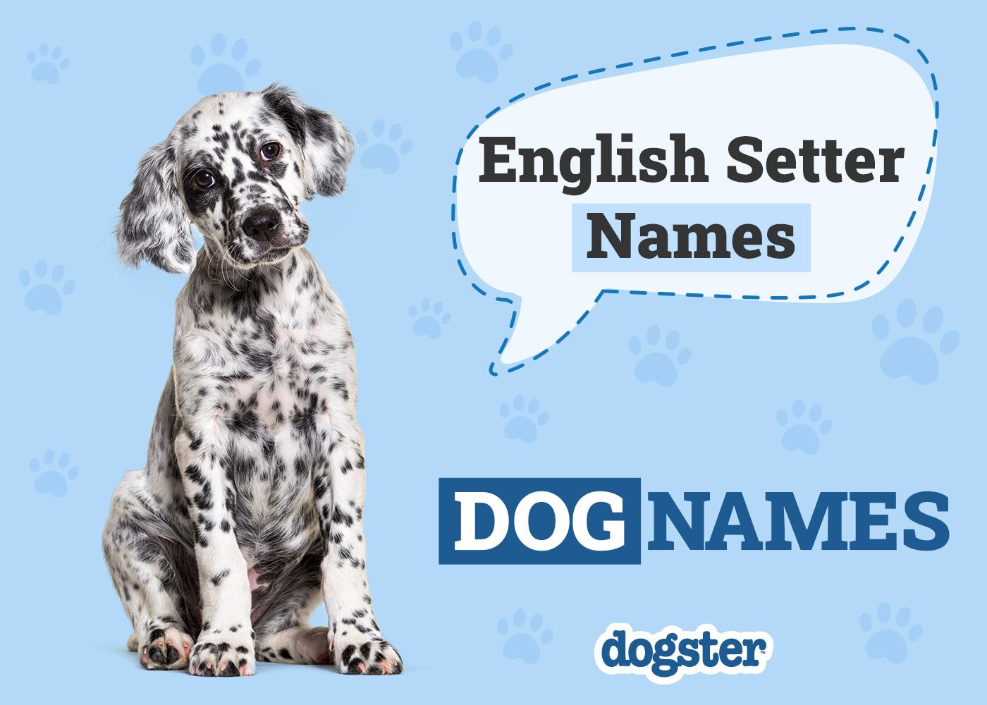 Dogster_English Setter Names