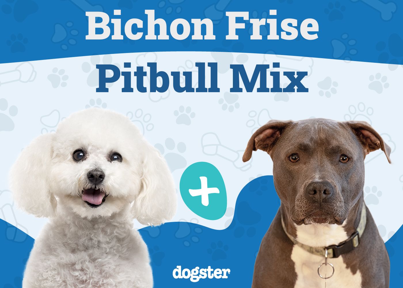 Bichon Pitbull Mix