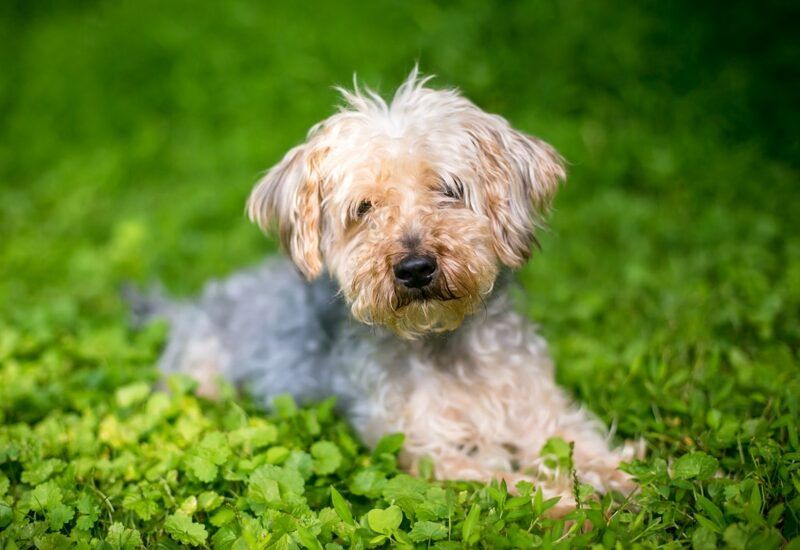 yorkiepoo