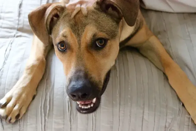 Rhodesian German Mix: Info, Pictures, Care Guide & Traits