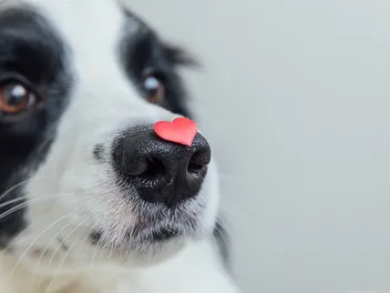 98 Dog Valentine Sayings to Show Your Love