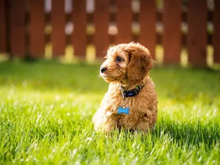 Toy Cockapoo: Info, Pictures, Origin & History