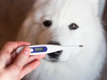6 Best Dog Thermometers in 2026 - Reviews & Top Picks