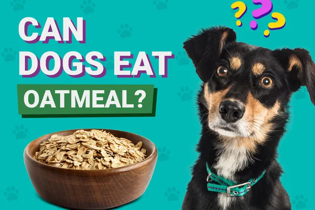 Can Dogs Eat Oatmeal? Vet-Approved Facts & FAQ