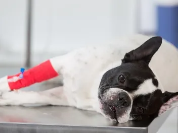 Patellar Luxation in Dogs: Signs, Symptoms & Care (Vet Answer)