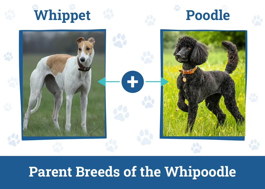 Parent Breeds of the Whipoodle