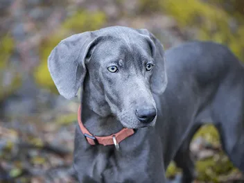Blue Weimaraner: Facts, Origin & History (With Pictures)