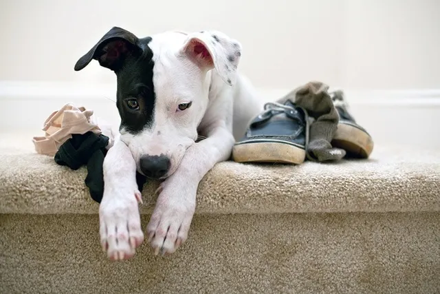 Why Does My Dog Steal My Underwear? 5 Vet-Verified Reasons & FAQ