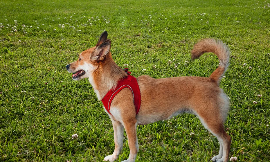 young norwegian Lundehund dog