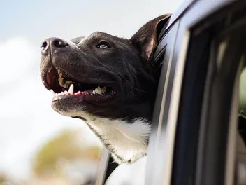Why Dogs Stick Their Head Out of Car Windows: 6 Vet-Verified Reasons & Tips