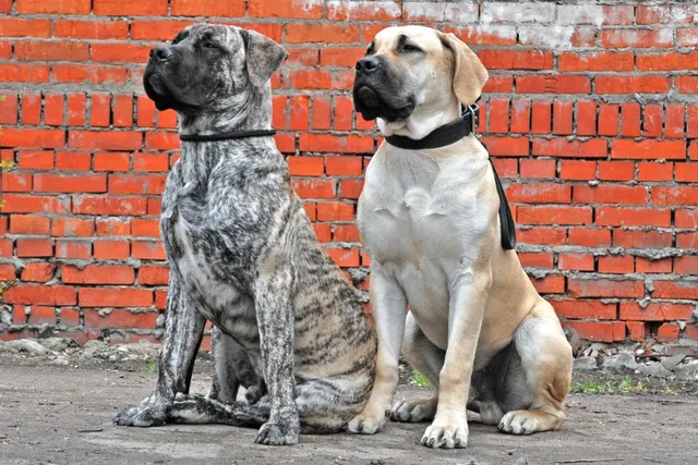 How to Train a Boerboel: 14 Vet-Approved Tips