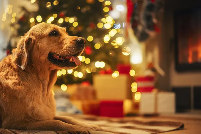24 Stocking Stuffers for Dogs: 2026 Christmas Ideas