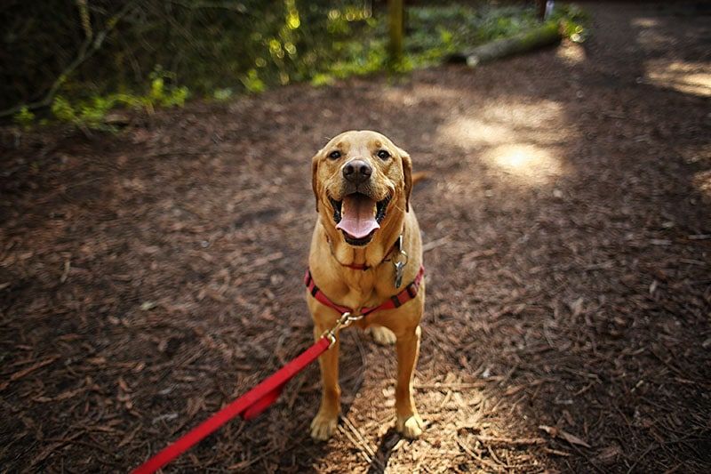 Dog Outdoors Hiking in Woods Mixed Breed Labrador Rescue Puppy on a Sunny Day in the Park