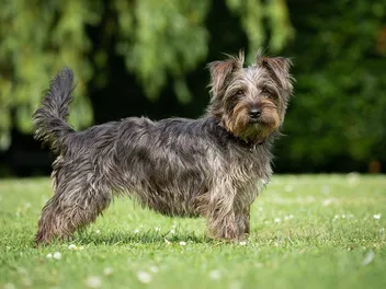 Yorkie Russell Dog Breed: Info, Pictures, Care & More