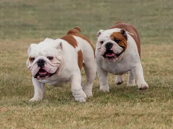How Big Do English Bulldogs Get? Average Weight & Growth Chart