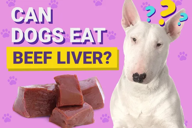 Can Dogs Eat Beef Liver? Vet-Approved Facts & FAQ