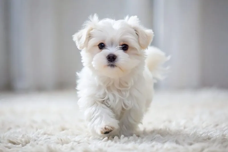 maltese puppy walking on carpet