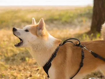 How to Stop Demand Barking: 5 Vet-Approved Tips